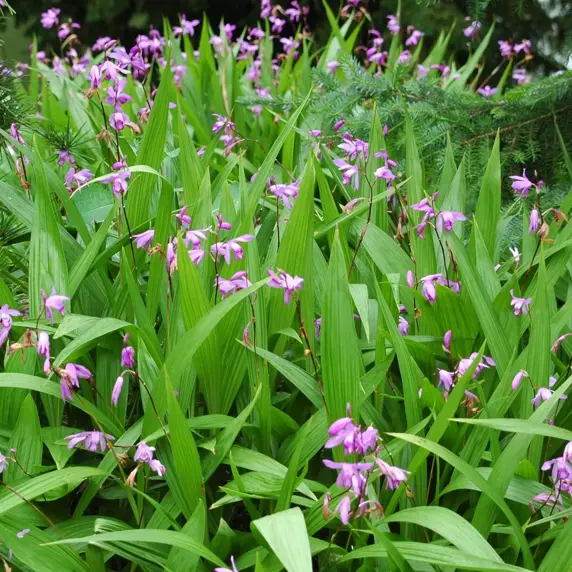 Bletilla striata