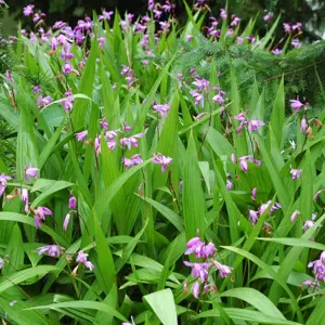 Bletilla striata
