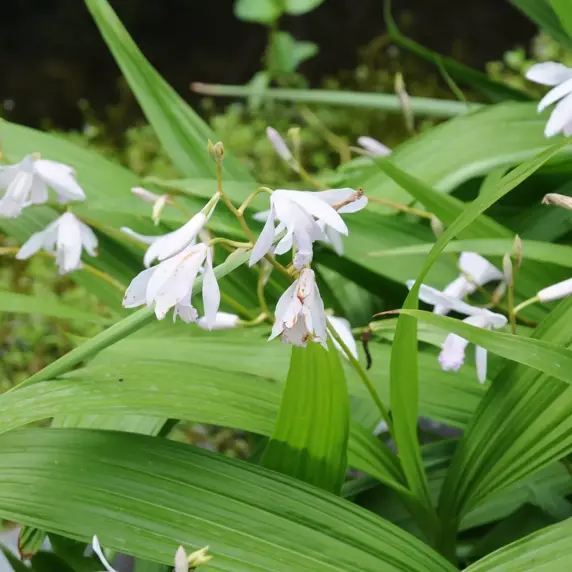Bletilla striata 'Alba'