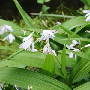 Bletilla striata 'Alba'
