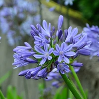 Blue Flowering Bulbs