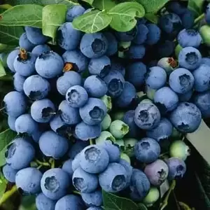 Blueberry 'Blue Pearl' - image 1