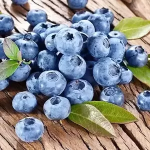 Blueberry 'Bluecrop' 3L