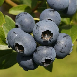 Blueberry 'Bluecrop' 3.4L