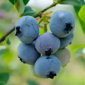 Blueberry 'Brigitta' 4L