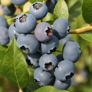 Blueberry 'Cabernet Splash' - image 2