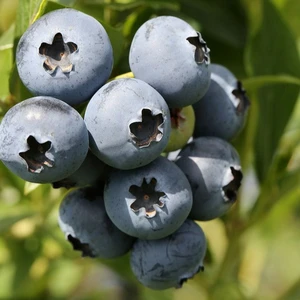 Blueberry 'Duke'