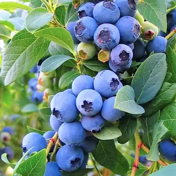 Blueberry 'Goldtraube' 4L