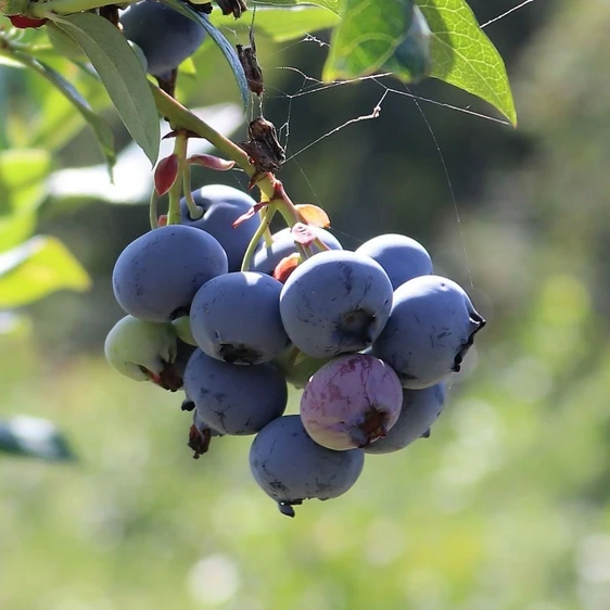 Blueberry 'Hortblue Petite'