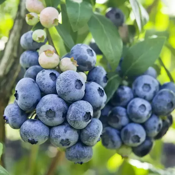 Blueberry 'Jersey'