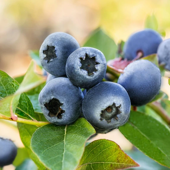 Blueberry 'Legacy'