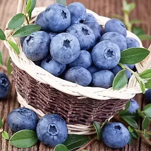 Blueberry 'Northland'