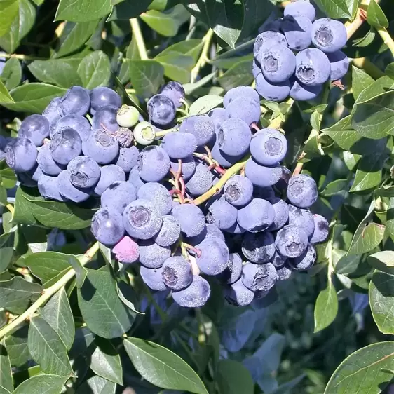 Blueberry 'Patriot' 4.5L - image 1