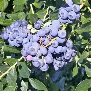 Blueberry 'Patriot' 4.5L - image 1