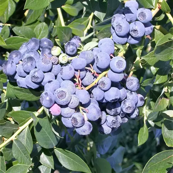 Blueberry 'Patriot' 4L - image 1
