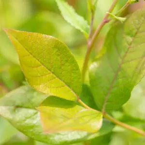 Blueberry 'Patriot' 4L - image 2