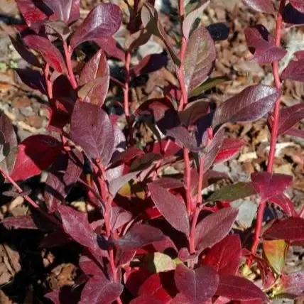 Image Credit: © Hortival Diffusion - Minier