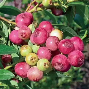 Blueberry 'Pink Lemonade'