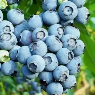Blueberry 'Reka' 4L