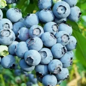 Blueberry 'Reka' 4L