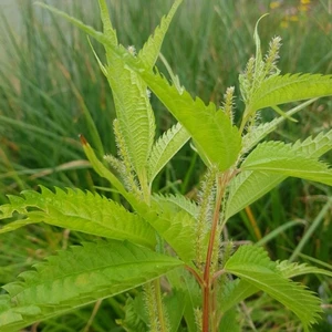 Boehmeria sieboldiana