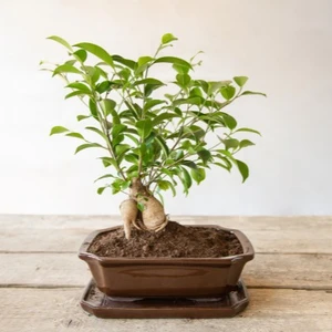 Bonsai Pot Rectangular - image 3