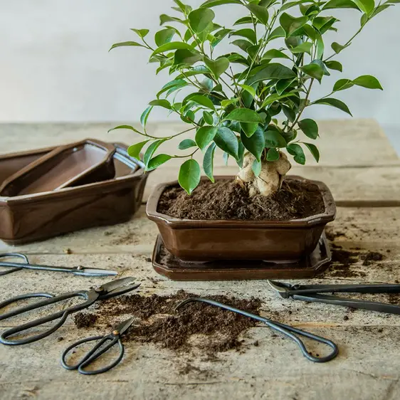 Bonsai Root Hook - image 1