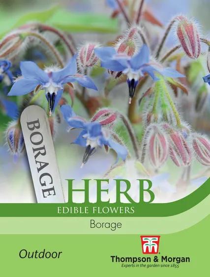 Borage - image 1