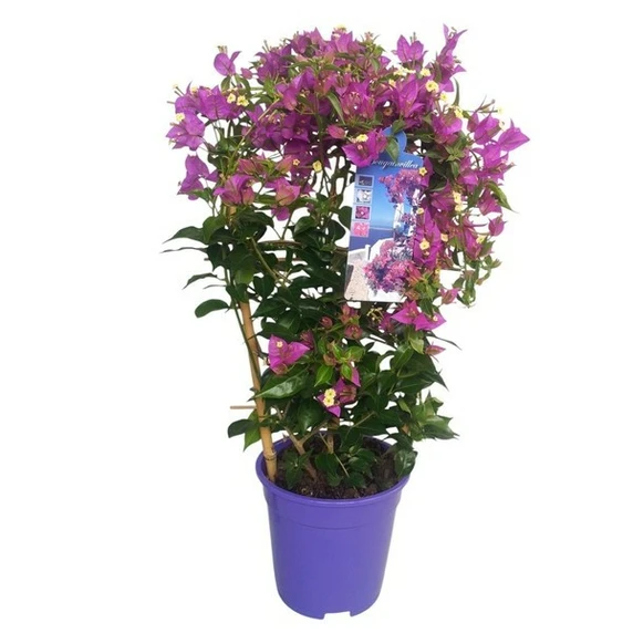 Bougainvillea 'Alexandra'