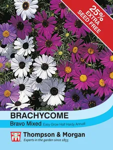 Brachycome Bravo - image 1