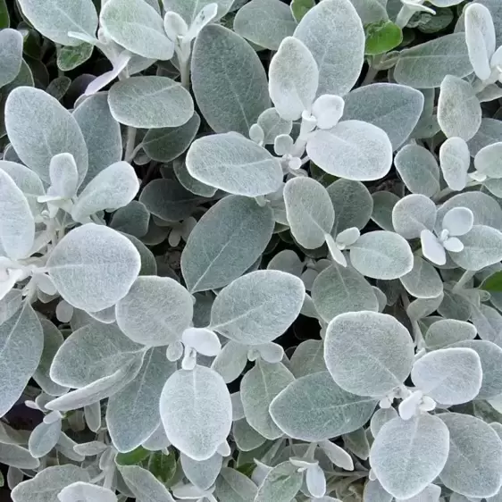 Brachyglottis 'Walberton's Silver Dormouse' - image 1