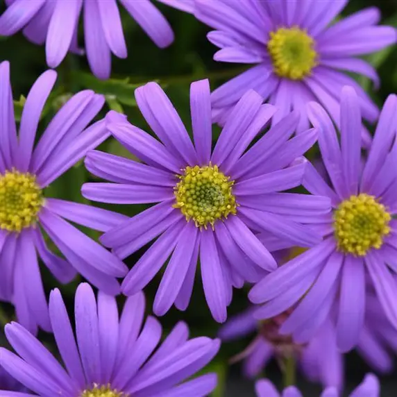 Brachyscome 'Brasco Violet'