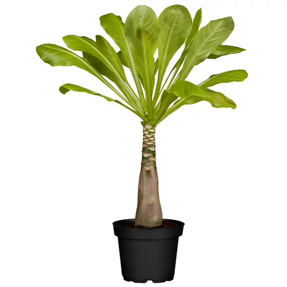 Brighamia insignis