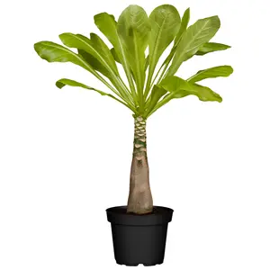Brighamia insignis