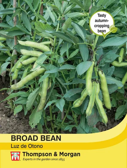 Broad Bean Luz de Otono - image 1