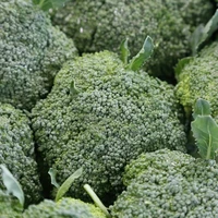 Broccoli
