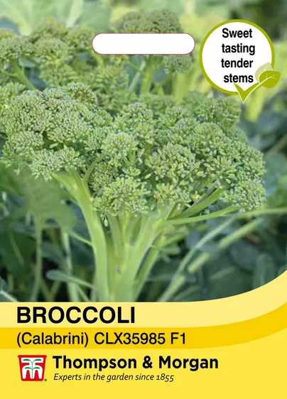 Broccoli (Calabrini) Sweet Returns F1 - image 1