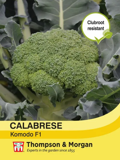 Broccoli Komodo - image 1