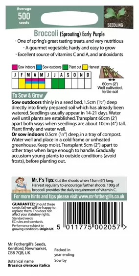 Broccoli (Sprouting) Early Purple - image 2