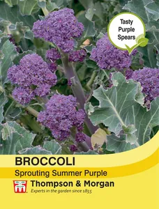 Broccoli (Sprouting) Summer Purple - image 1