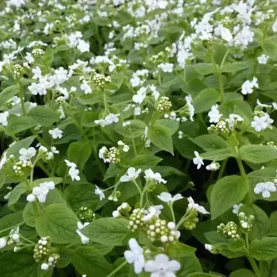 Brunnera 'Betty Bowring' 2L - image 1