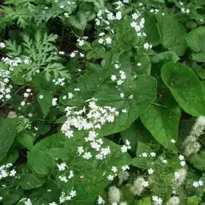 Brunnera 'Betty Bowring' 2L - image 2