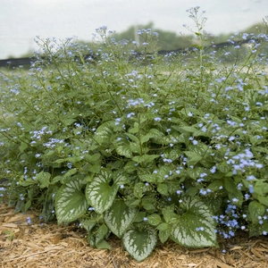 Brunnera macrophylla 'Emerald Mist' - image 5