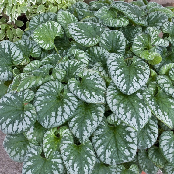 Picture Credit - Walters Gardens, Inc