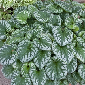 Picture Credit - Walters Gardens, Inc