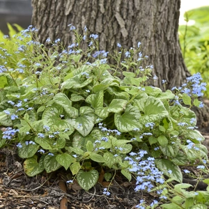 Picture Credit - Walters Gardens, Inc