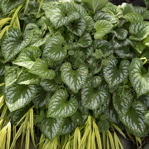 Picture Credit - Walters Gardens, Inc