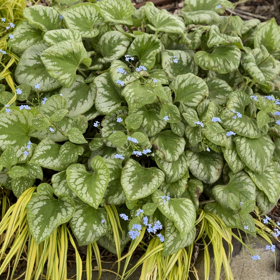Picture Credit - Walters Gardens, Inc