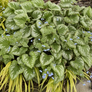 Picture Credit - Walters Gardens, Inc
