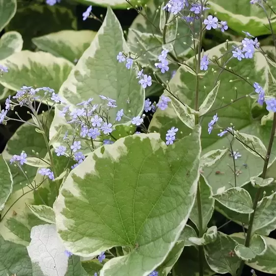 Brunnera 'Hadspen Cream'